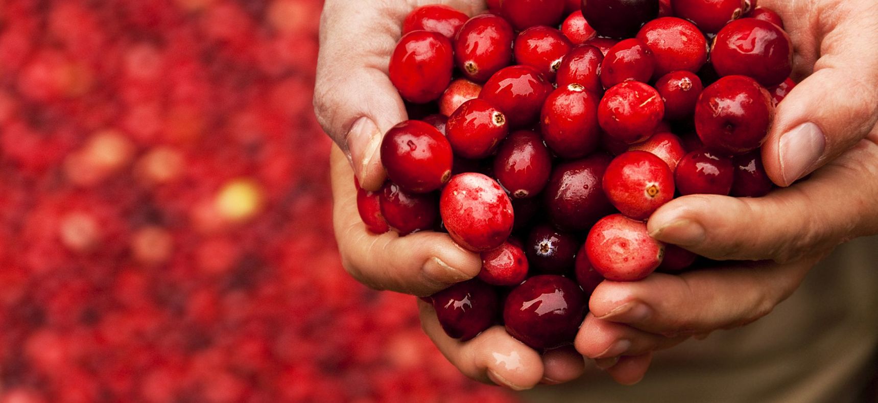Potluck gemeinnützig Spenden sammeln - rote Beeren
